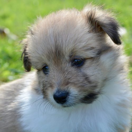 Dog Puppy Pup (Animals) dog,puppy,pup,cute,adorable,portrait
